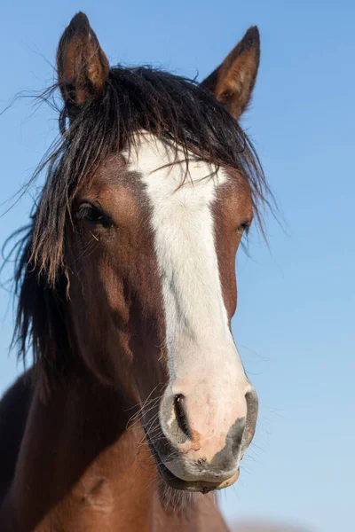 春のユタ砂漠の美しい野生の馬 — ストック写真