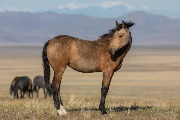 Belo Cavalo Selvagem Deserto Utah Primavera — Fotografia de Stock