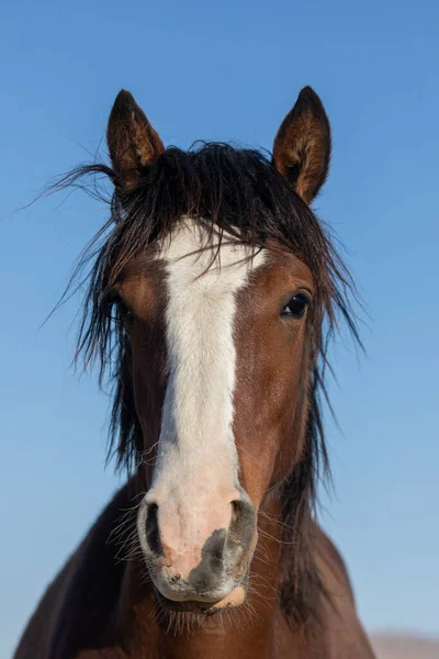 Belo Cavalo Selvagem Deserto Utah Primavera — Fotografia de Stock