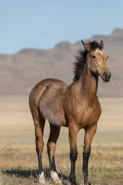 Beautiful Wild Horse Utah Desert Spring — Stock Photo, Image