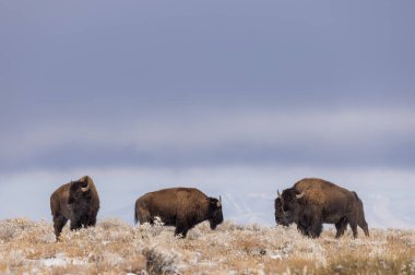 Kuzey Arizona 'da kışın bir grup bizon boğası.
