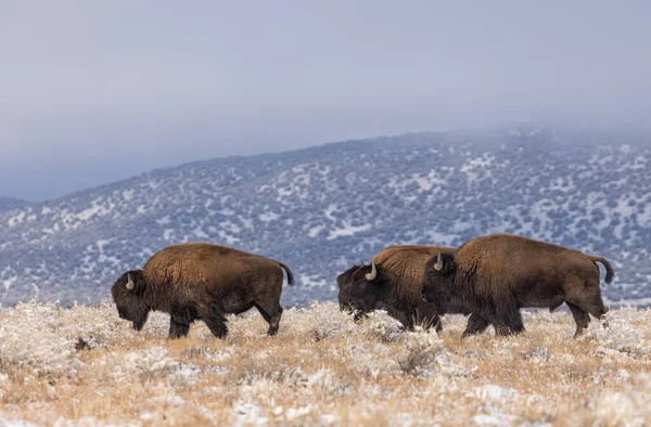 北アリゾナの冬のバイソンの雄牛のグループは — ストック写真