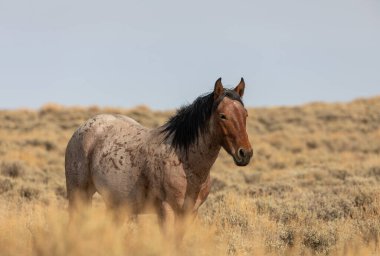 Kızıl çöl Wyoming 'de güzel vahşi bir at.