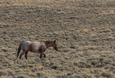 Kızıl çöl Wyoming 'de güzel vahşi bir at.