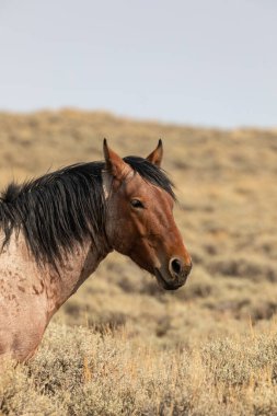 Kızıl çöl Wyoming 'de güzel vahşi bir at.