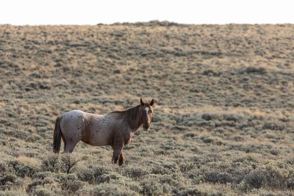 Beau Cheval Sauvage Étalon Dans Désert Rouge Wyoming — Photo