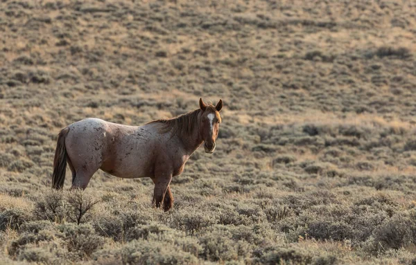 Beau Cheval Sauvage Étalon Dans Désert Rouge Wyoming — Photo
