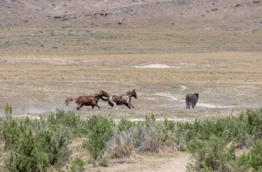 Baharda Utah çölünde savaşan bir çift vahşi at.
