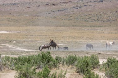Baharda Utah çölünde savaşan bir çift vahşi at.