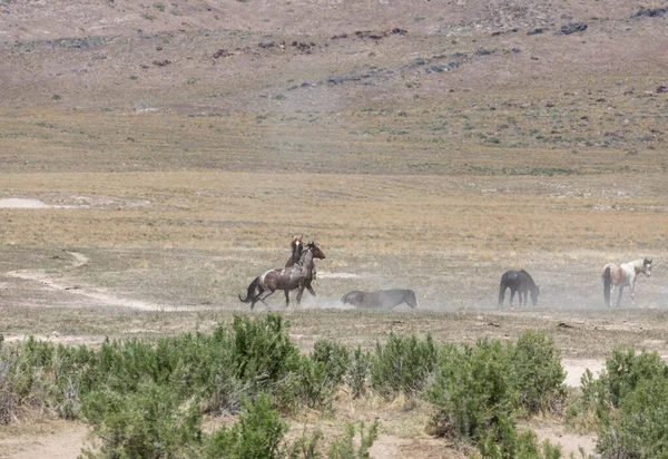 Pair Wild Horse Stallions Fighting Spring Utah Desert — Stock Photo, Image