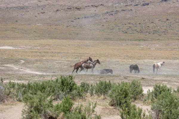 Baharda Utah Çölünde Savaşan Bir Çift Vahşi — Stok fotoğraf