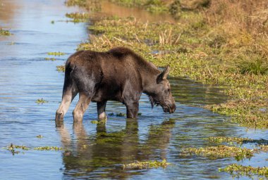 Grand Teton Ulusal Parkı Wyoming 'de sonbaharda göldeki şirin bir geyik yavrusu.