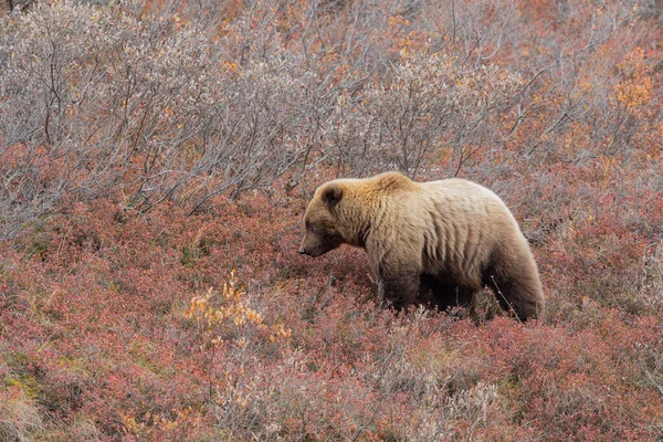 Medvěd Grizzly Národním Parku Denali Aljašce Podzim — Stock fotografie