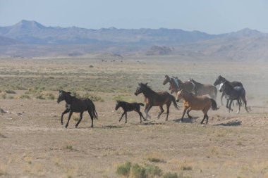 Utah çölünde koşan vahşi bir at sürüsü.