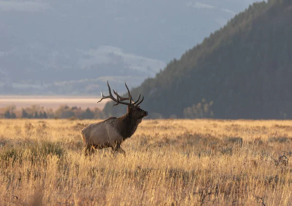 Tjur Älg Hösten Rut Grand Teton National Park Wyoming — Stockfoto