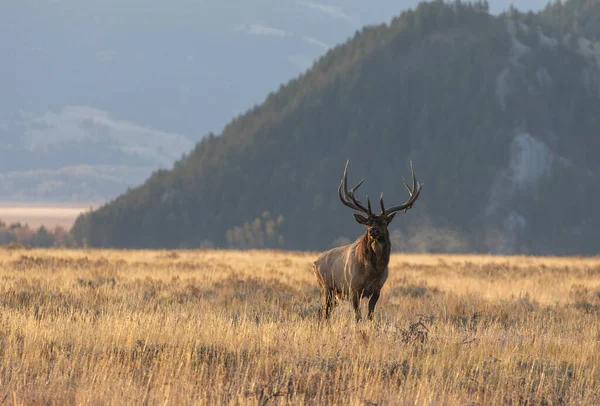 Bull Elk Fall Rut Grand Teton National Park Wyoming — Stock Photo, Image