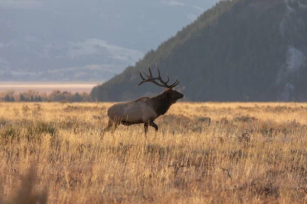 Bull Elk Fall Rut Grand Teton National Park Wyoming — Stock Photo, Image