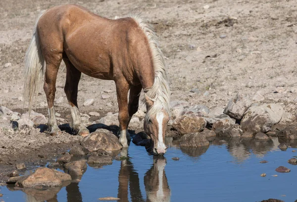 Wild Horse Waterhole Utah Desert — Stock Photo, Image