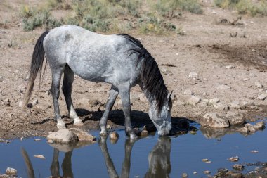 Utah çölünde bir su birikintisinde vahşi bir at.
