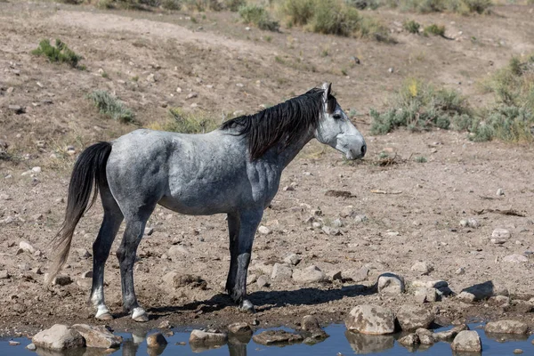 Дикая Лошадь Водопоя Пустыне Юта — стоковое фото