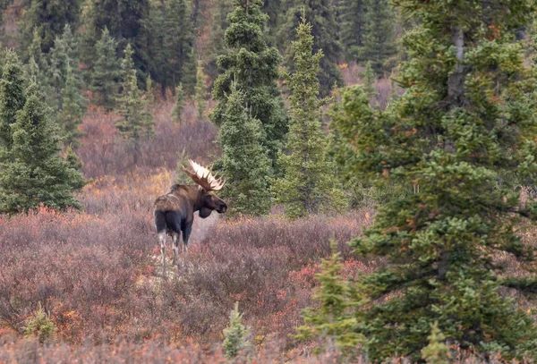 Orignal Taureau Yukon Alaska Dans Parc National Denali Alaska Automne — Photo