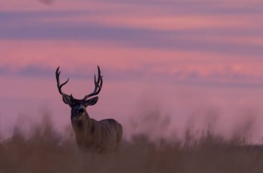 a mule deer buck silhouetted at sunrsie in autumn in Colorado clipart