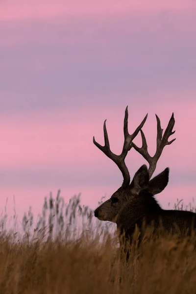 Een Ezel Hert Bok Silhouet Bij Sunrsie Herfst Colorado — Stockfoto