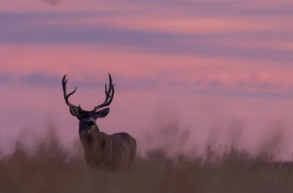 Veado Mula Buck Silhueta Sunrsie Outono Colorado — Fotografia de Stock