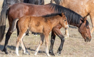 Utah çölünde baharda vahşi bir kısrak ve tay.