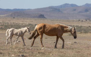 Utah çölünde baharda vahşi bir kısrak ve tay.