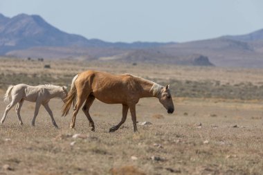 Utah çölünde baharda vahşi bir kısrak ve tay.