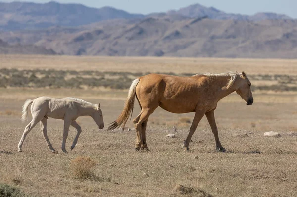 ユタ州の砂漠で春に野生の馬の雌馬と子馬が — ストック写真