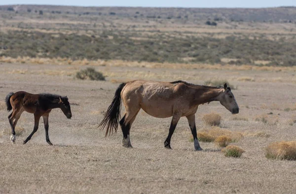 ユタ州の砂漠で春に野生の馬の雌馬と子馬が — ストック写真