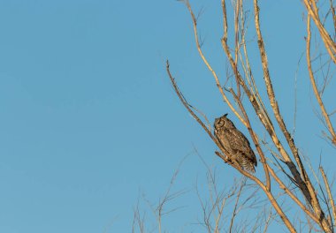 Ağaçta tünemiş büyük boynuzlu bir baykuş