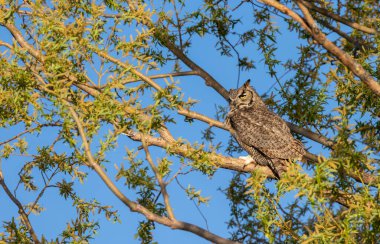 Ağaçta tünemiş büyük boynuzlu bir baykuş