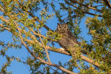 Ağaçta tünemiş büyük boynuzlu bir baykuş