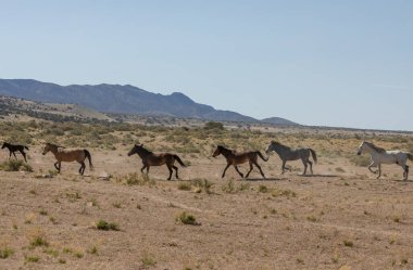 Utah çölünde koşan vahşi bir at sürüsü.