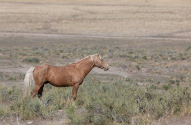 Baharda Utah çölünde güzel vahşi bir at.