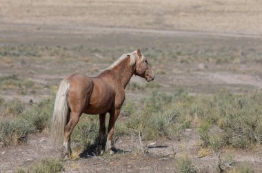 Baharda Utah çölünde güzel vahşi bir at.