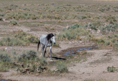 Baharda Utah çölünde güzel vahşi bir at.