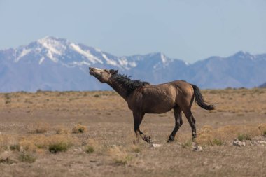 Baharda Utah çölünde güzel vahşi bir at.