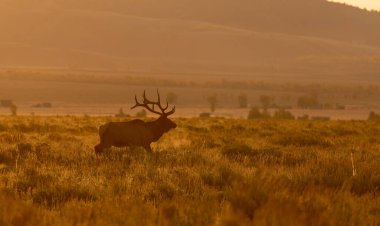 Grand Teton Ulusal Parkı Wyoming 'de sonbahar montajı sırasında bir boğa geyiği.