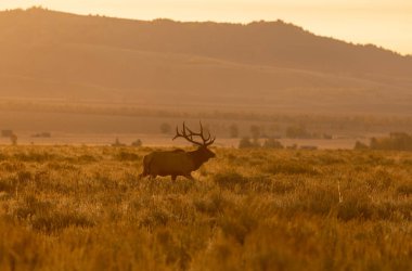 Grand Teton Ulusal Parkı Wyoming 'de sonbahar montajı sırasında bir boğa geyiği.