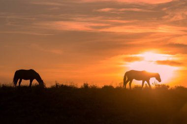 Çölde gün batımında bir çift vahşi at silueti.
