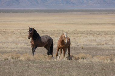 Baharda Utah çölünde bir çift vahşi at.