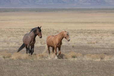 Baharda Utah çölünde bir çift vahşi at.