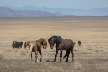Baharda Utah çölünde bir çift vahşi at.