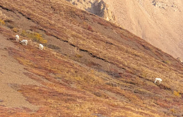 Eine Bande Von Dall Schafböcken Denali Nationalpark Alaska Herbst — Stockfoto