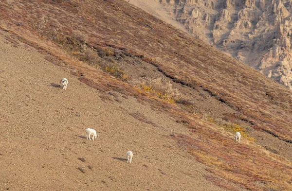 Sonbaharda Denali Ulusal Parkı Alaska Bir Grup Oyuncak Koyun Koçu — Stok fotoğraf
