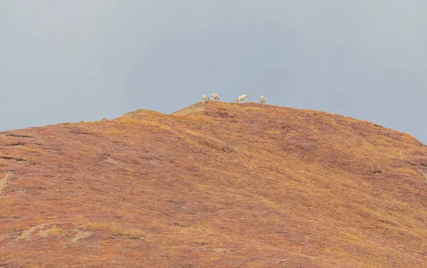 Осенью Национальном Парке Денали Аляске Разгуливает Стая Глупых Овчарок — стоковое фото